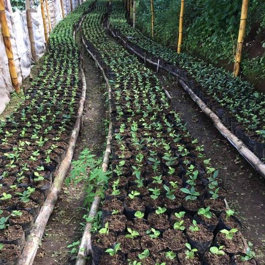 ETHIOPIA NATURAL. DJIMMAH STANDAR ROAST