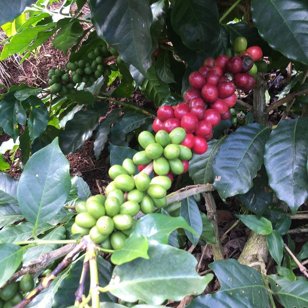 PERU  CHANCHAMAYO MEDIUM ROAST